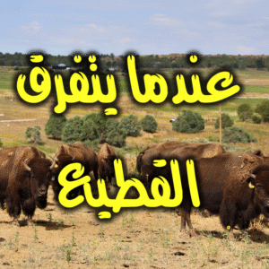 عندما يتفرق القطيع 300x300