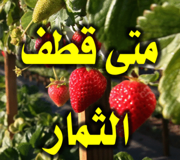 متى قطف الثمار