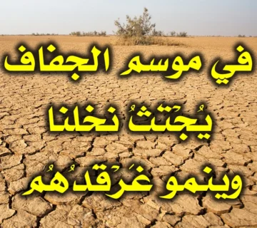 في موسم الجفاف يجتث نخلنا وينمو غرقدهم
