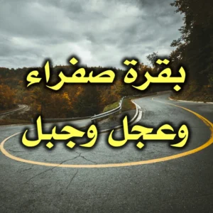 بقرة صفراء وعجل وجبل 300x300