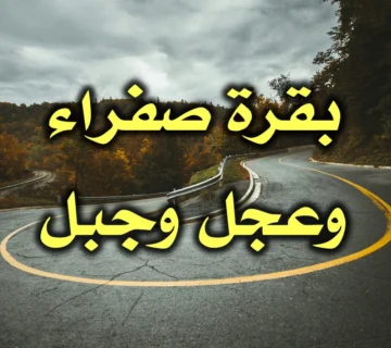بقرة صفراء وعجل وجبل 2 بقرة صفراء وعجل وجبل