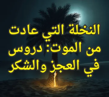 تصميم صور المنشورات 5 1 360x320